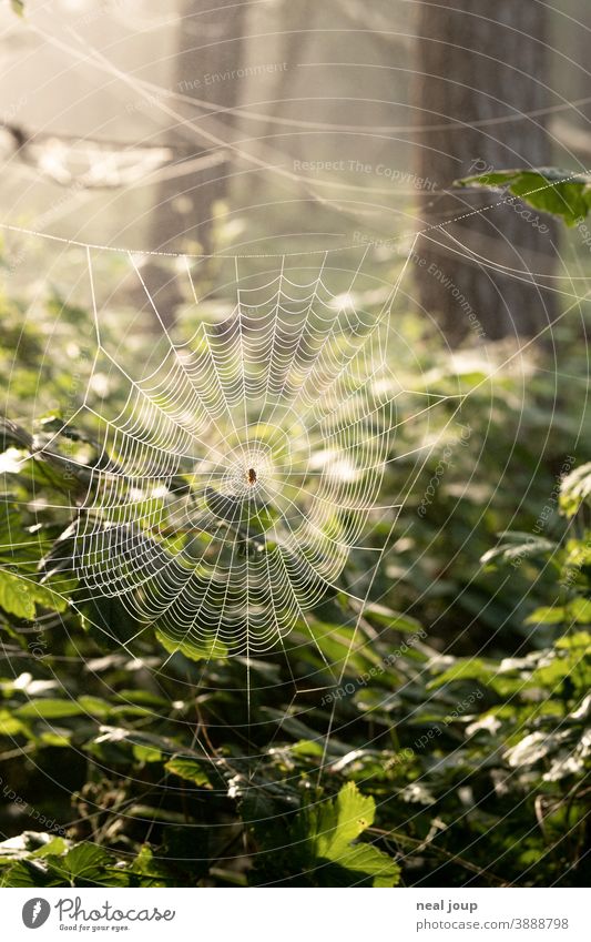 Spinnennetz im Wald bei Morgenlicht Natur Umwelt Tier Kreuzspinne Struktur filigran Falle warten Strategie Blätter Tautropfen Frische grün Gegenlicht nah Detail