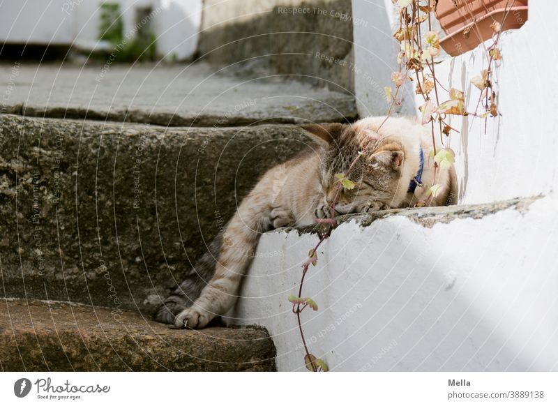 Schlaraffenland | Chilling cat - Nach dem Essen ist vor dem Essen Katze Hauskatze Haustier Tier schlafen Erholung 1 liegen ruhig Außenaufnahme Zufriedenheit