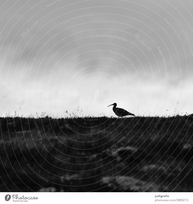 Regenbrachvogel auf Wiese vor wolkigem Himmel Vogel Island Tier Außenaufnahme Silhouette Wolken Schwarzweißfoto Wildtier Natur dunkel Brachvogel Schnepfenvogel