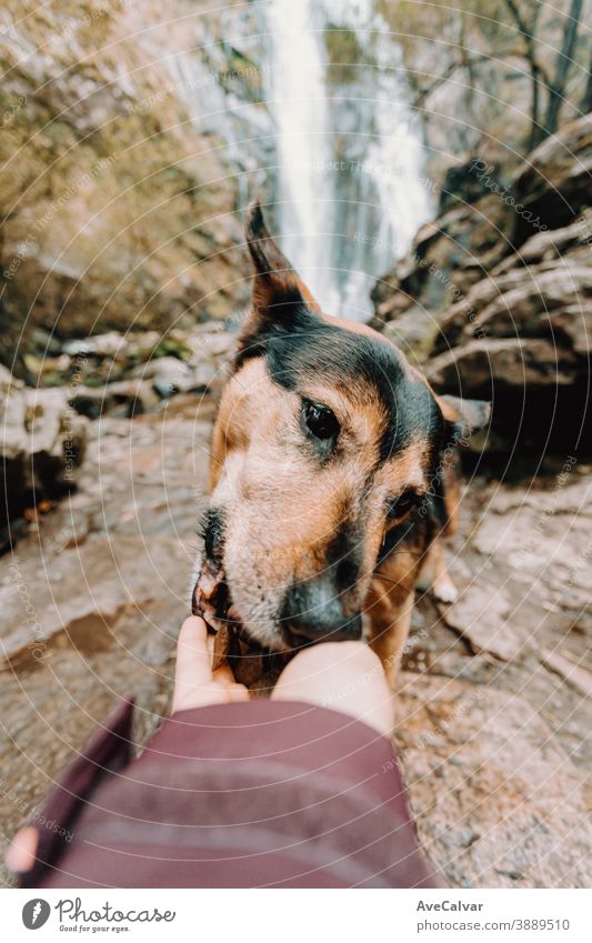 Hund frisst aus der Hand mit einem Wasserfall als Hintergrund Tier hübsch Natur niedlich Porträt Profil Hunger Haustier Mädchen Tierkopf Essen Sonnenuntergang