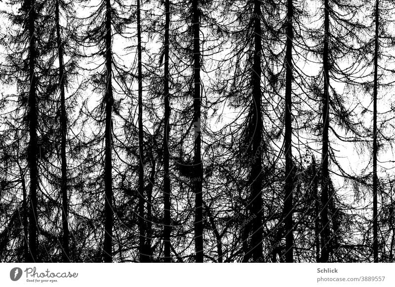 Toter abgestorbener Lärchenwald als Fotografik Bäume tot Schwarzweiß hohe kontraste Wald Natur Umwelt Klimawandel Baum Landschaft Außenaufnahme Menschenleer