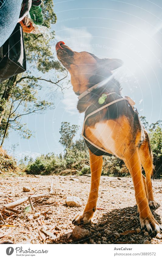 Cute Hund über die Fütterung während einer super sonnigen Tag im Wald zu bekommen bezaubernd genießen Lifestyle niedlich Spaß ruhen Schnauze Haustier heimwärts