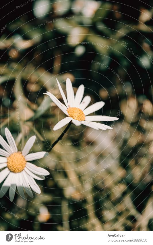 Ein einzelnes Gänseblümchen, das im Sommer auftaucht Sonnenblume weiß schön Natur Nahaufnahme weißer Hintergrund Blume geblümt niemand gold Ochsenauge