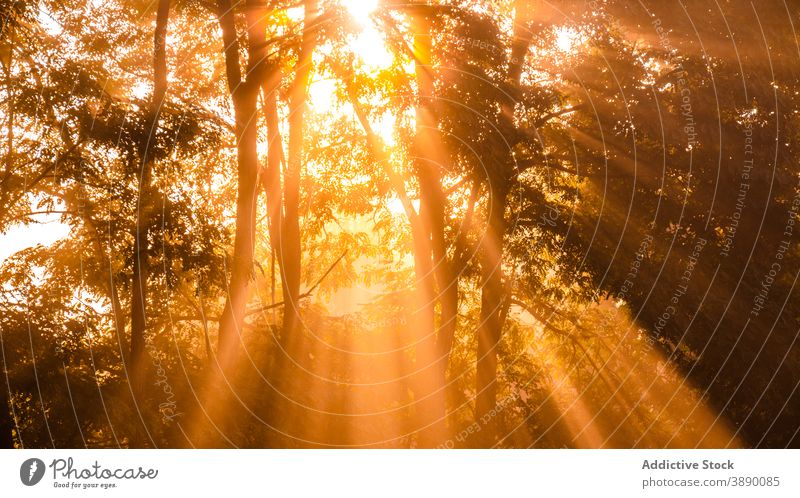 Sonne scheint durch Äste im Wald Sonnenstrahlen Rochen Baum hell Morgen Natur Wälder Landschaft Umwelt Waldgebiet Ast Sonnenlicht durchdringen Laubwerk