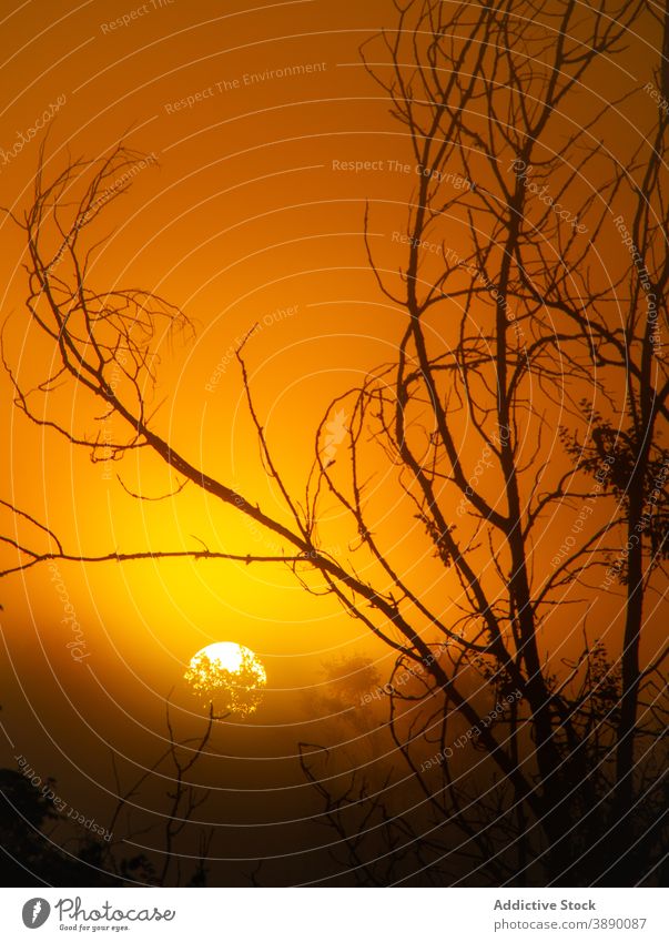 Orange Sonne in Sonnenuntergang Himmel im Sommer orange lebhaft Baum laublos Glanz Sonnenlicht Farbe hell Natur Harmonie idyllisch Windstille Flora malerisch