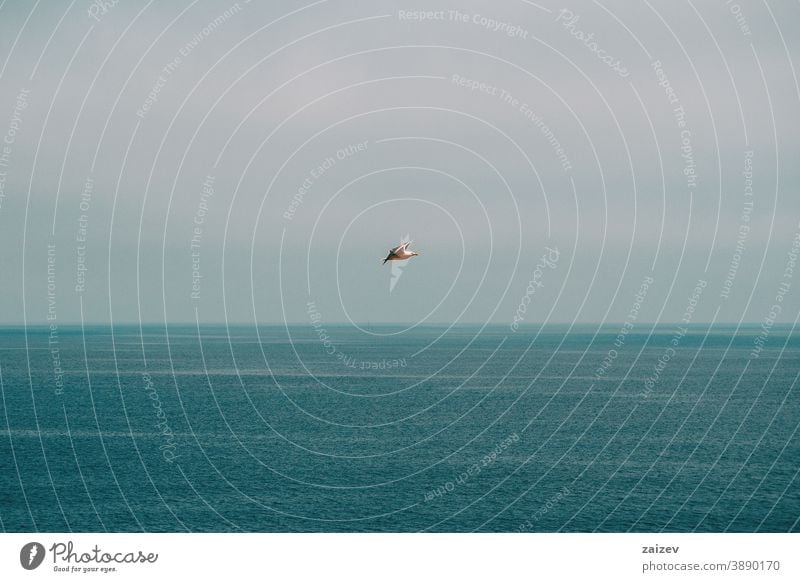 Möwe fliegt über dem Mittelmeer mit der Horizontlinie, wo das Meer den Himmel trifft MEER Vogel eine Skyline Wolken Nebel ohne Menschen im Freien breit