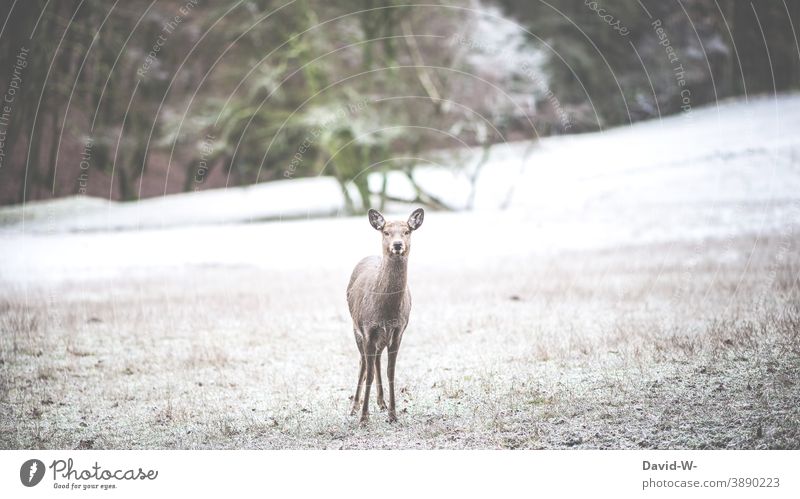 Reh bei Frost draußen in der Natur Winter Wild kalt eisig kühl Jahreszeiten Schnee Tier Wiese Wald frostig