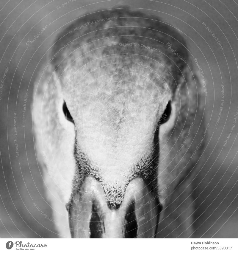 Junger stummer Schwan starrt monochrom in das Kameraobjektiv stumm schalten jugendlich Monochrom anschauend Einstellung Vogel Tier Tierporträt Natur Wildtier