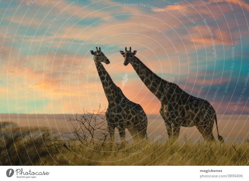 Zwei Giraffen im Etoscha-Nationalpark, Namibia etosha Safari Afrika Savanne Afrikanisch wild Tier groß Kameelopardalis wüst Pflanzenfresser Beine Säugetier