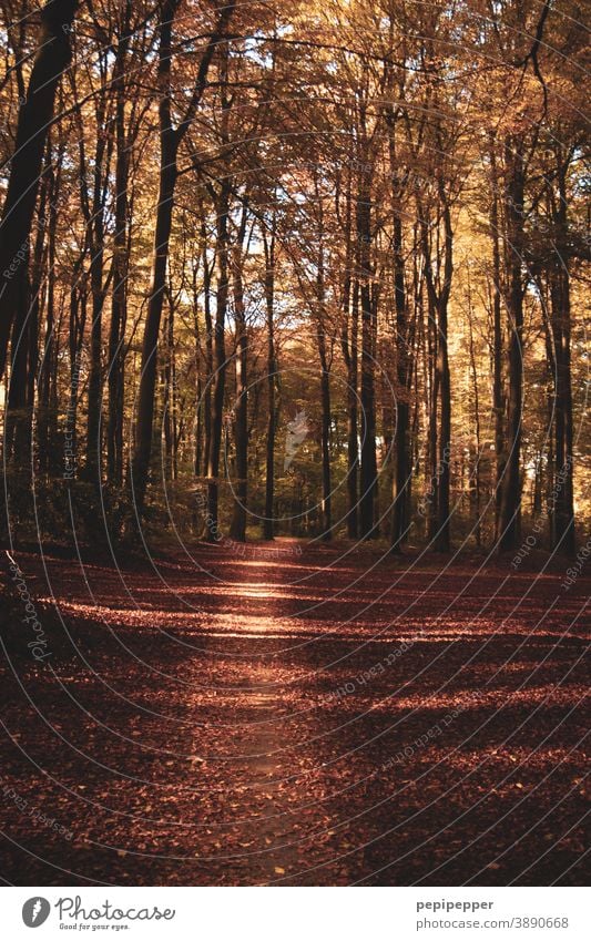 Waldweg im Herbst Weg Natur Baum Außenaufnahme Pflanze Wege & Pfade Menschenleer Farbfoto braun Bäume Fußweg Sonnenlicht wandern Schatten Erholung