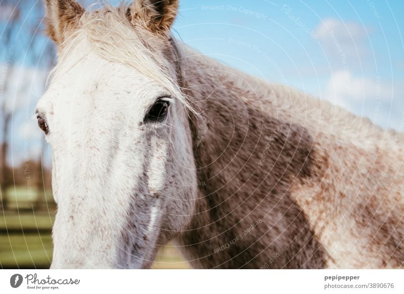 Pferd Pferdekopf Tierprtrait Tierporträt Außenaufnahme Mähne Ponys Nutztier Tiergesicht Menschenleer Himmel Tieraugen Augen Ohren Tierliebe tierisch Wolken