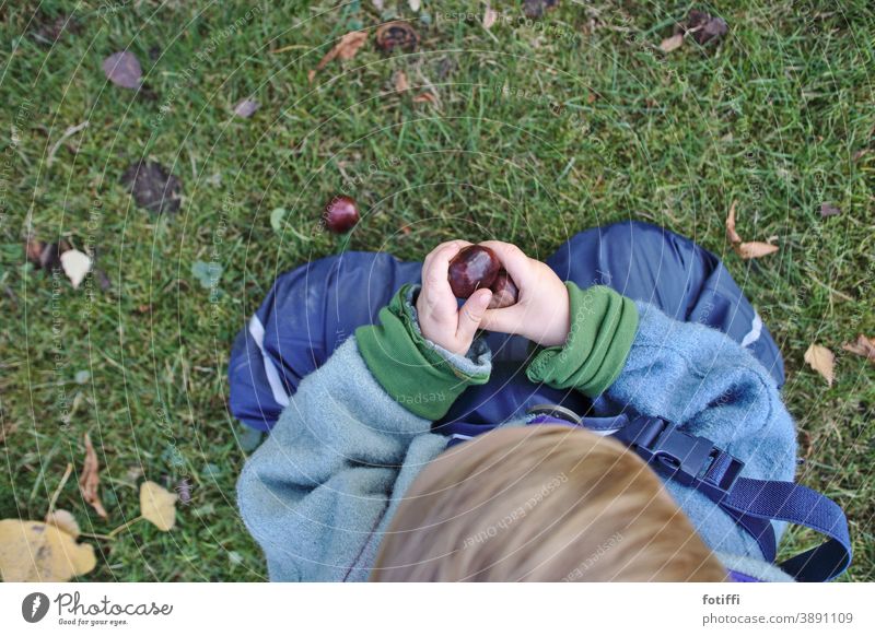 Kind hält Kastanien in Händen Herbst sammeln Kinderhände Natur Außenaufnahme Oktober Spielen Handschmeichler Vogelperspektive Jahreszeiten herbstlich Kleinkind