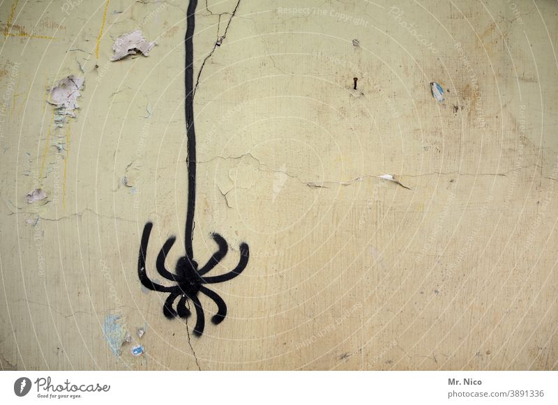 Grafittispinne Spinne Wand schwarz am seidenen Faden hängen abstrakt acht Beine Arachnophobie Spinnentier Angst rumhängen Ekel Tarantel gefährlich giftig