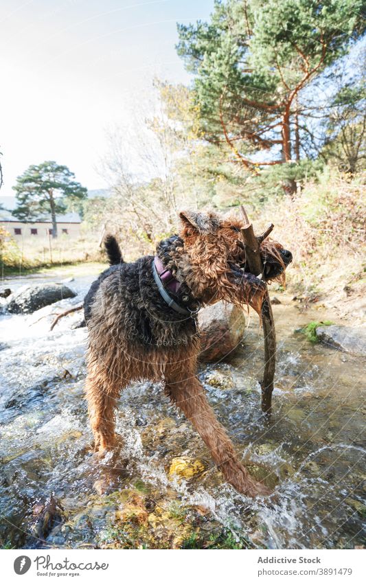 Verspielter Erdelterier Hund mit Stock im Bach spielen kleben Natur nass erdelterier Reinrassig Säugetier schütteln platschen Tier Stammbaum Eckzahn Haustier
