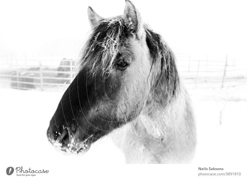 Porträt eines Pferdes Tier Kopf Bauernhof pferdeähnlich Hengst Natur Mähne Säugetier Stute wild Reiterin Auge Gras Ponys Schönheit Himmel Feld Tiere Gesicht