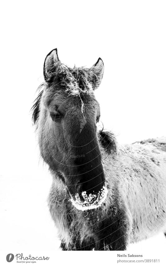 Porträt eines Pferdes Tier Kopf Bauernhof pferdeähnlich Hengst Natur Mähne Säugetier Stute wild Reiterin Auge Gras Ponys Schönheit Himmel Feld Tiere Gesicht