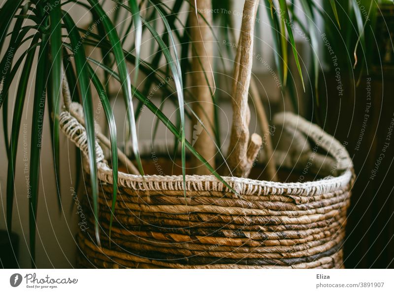 Eine Zimmerpalme mit einem Korb als Übertopf Zimmerpflanze Pflanze Pflanzenkorb grün Zuhause Grünpflanze Topfpflanze