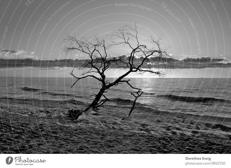 Kahler alleinstehender Baum im Sonnenuntergang Baum ohne Laub Meer Landschaft Ostseeküste isoliert Natur Winter Schnee kalt Frost Menschenleer Außenaufnahme Tag