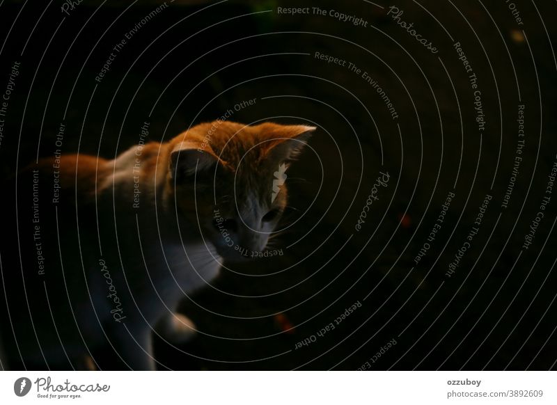 Porträt einer Katze bei Nacht Hauskatze Tier Katzenauge Tierporträt Haustier Säugetier Schnurrhaar Tiergesicht Neugier Blick Katzenkopf Katzenohr Wachsamkeit 1