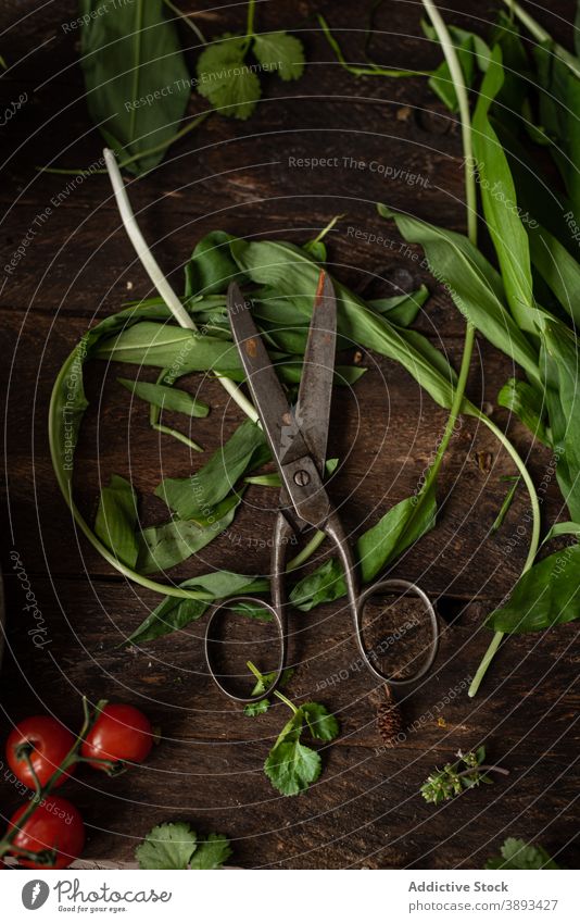 Frische Kräuter und Gemüse auf dem Tisch Kraut Salatbeilage grün Blatt Lebensmittel verschiedene organisch natürlich Gesundheit frisch Rettich Tomate roh essbar