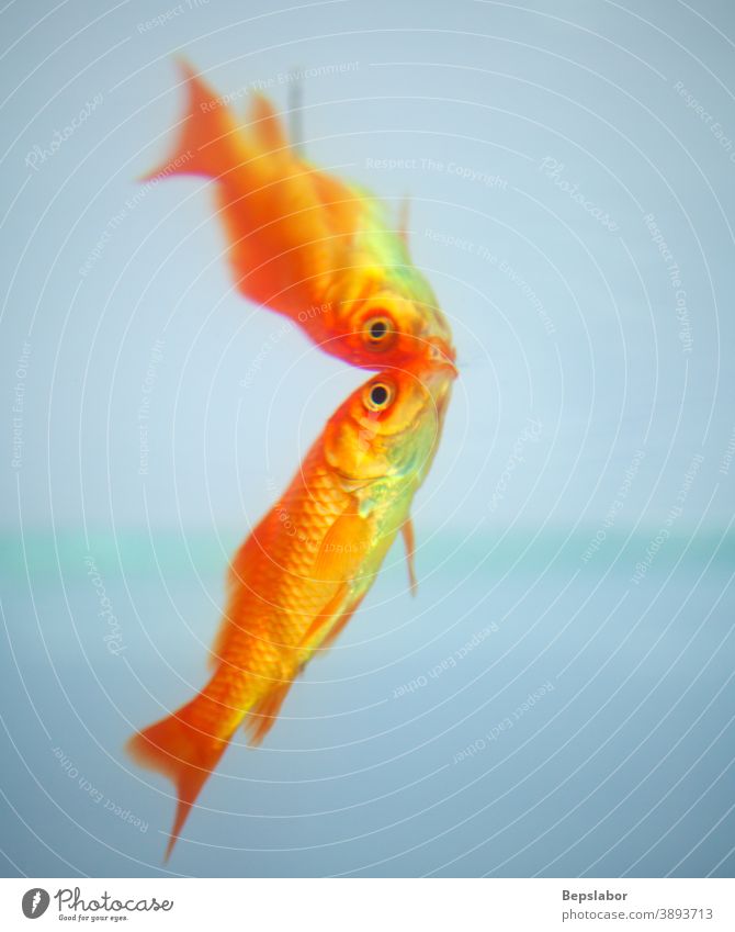 Goldfische spiegeln sich im Wasser roter Fisch unter Wasser Reflexion & Spiegelung Tier Aquarium aquatisch Hintergrund orange farbenfroh exotisch Erkundung