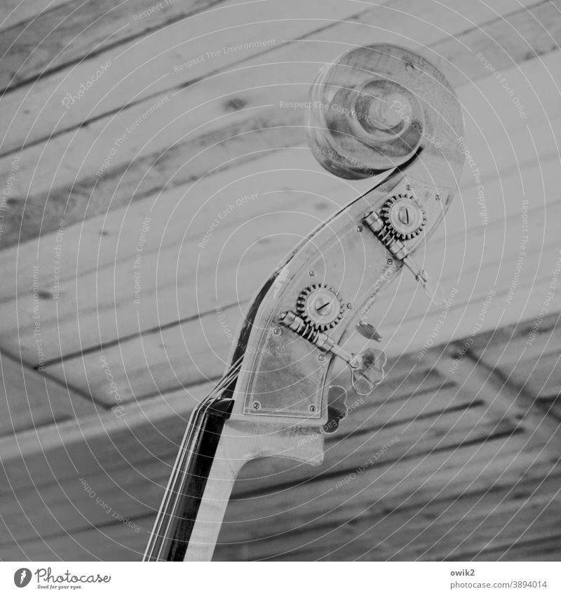Jazzbass Kontrabass Zupfinstrument Saiteninstrument Kopf oben Schwarzweißfoto akustisch Menschenleer Strukturen & Formen Detailansicht Totale geheimnisvoll