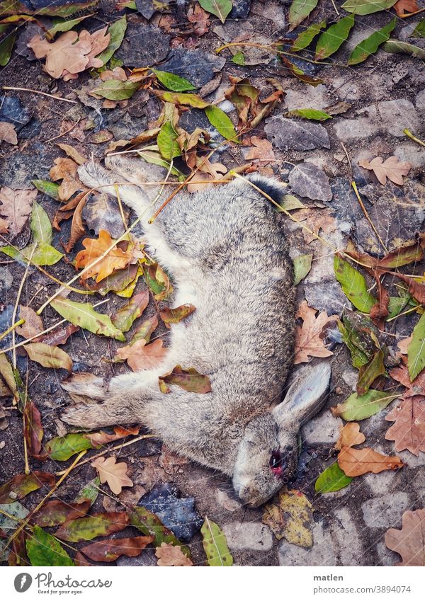gebrochenen Auges Kaninchen Blätter Tod hingestreckt Tier Fell Farbfoto Tierporträt Außenaufnahme Menschenleer Tiergesicht Laub alle Viere
