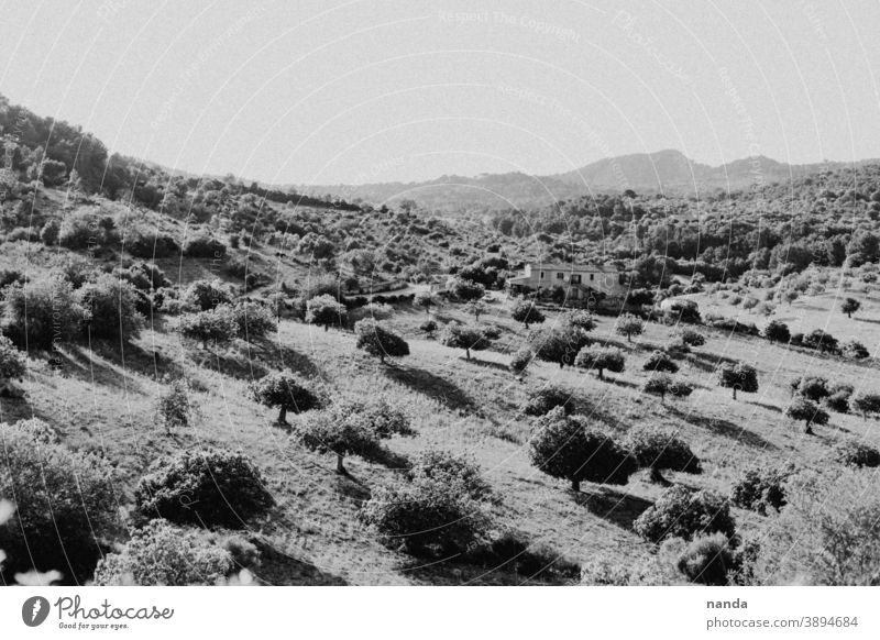 Landschaft Mallorca Berge Baum Bäume Schwarzweißfoto Natur Himmel Außenaufnahme Menschenleer Umwelt Pflanze Kontrast Schatten Hügel
