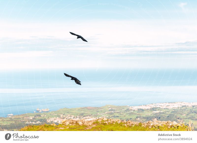 Vögel fliegen über grüne Wiese in Vogel Berge u. Gebirge Fliege schweben Zusammensein Himmel Schwimmer sonnig El Mazuco Asturien Spanien Felsen Natur Tierwelt