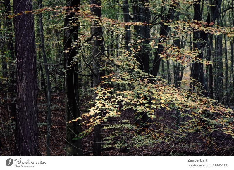 Laubwald im Herbst Wald gelb grün Natur Baum Blatt braun Herbstlaub Herbstwald herbstlich Herbstfärbung