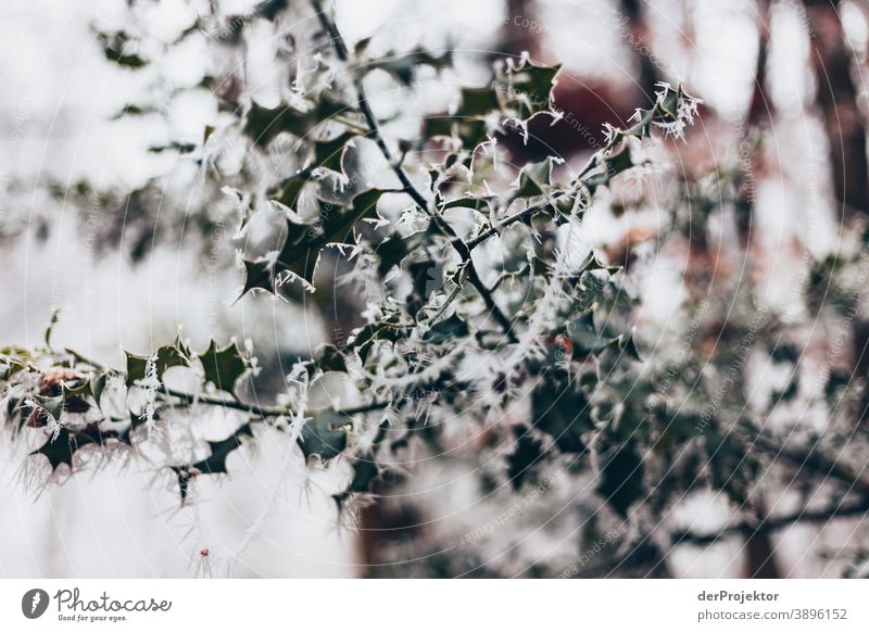 Raureif bedecktes Laub in Wiesbaden gefroren Naturwunder faszinierend Farbfoto Akzeptanz Pflanze Laubbaum Baum Strukturen & Formen Außenaufnahme Umwelt Ausflug