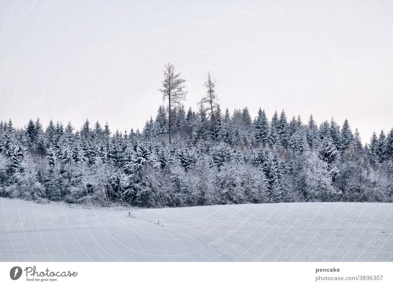 vornehme blässe Winter Schafe Hügel Wald Himmel Waldrand Landschaft Allgäu Detailaufnahme Frost Erholung blass Winterlicht