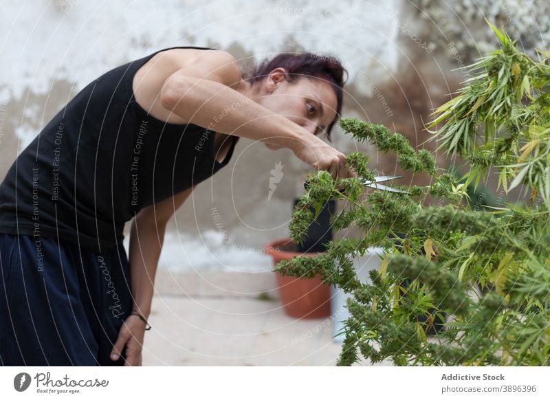 Eine Frau schneidet Marihuana-Pflanzen mit einer schwarzen Schere auf der Terrasse zu Hause. Sucht Hintergrund Blüte hell Blütenknospen Cannabis Nahaufnahme