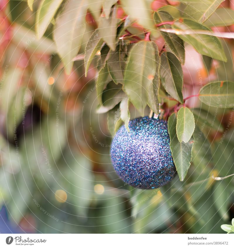blaue Weihnachtskugel an einer Kübelpflanze Weihnachtsdekoration Christbaumkugel Winter Baumschmuck Dekoration & Verzierung Schwache Tiefenschärfe Nahaufnahme