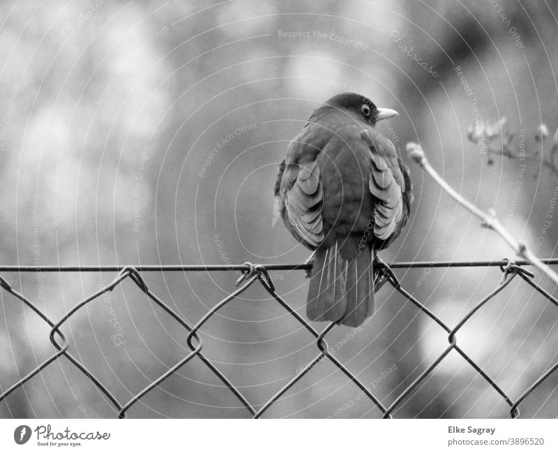 Amsel auf Beobachtungsposten Vogel Außenaufnahme Tierporträt Schwache Tiefenschärfe Schwarzweißfoto Tag Textfreiraum oben