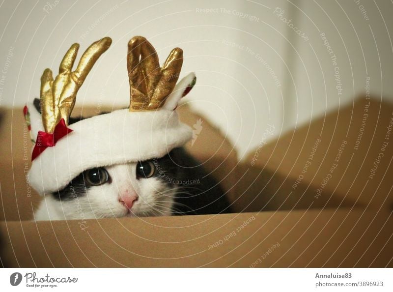 Rudolph.... Katze rentier Weihnachten Nikolaus Kitten verkleidet Kostüm Haustier Fest festlich Box Geschenk Kater babykatze kostümiert Schleife Rentiergeweih