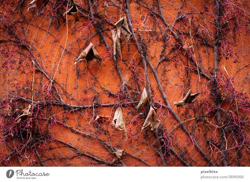 Kletterpflanze im Herbst herbstlich Rankpflanze Laub Blätter Zweig Ast Pflanze Natur natürlich orange Wand Hauswand Putz Fassade Jahreszeit Saison golden