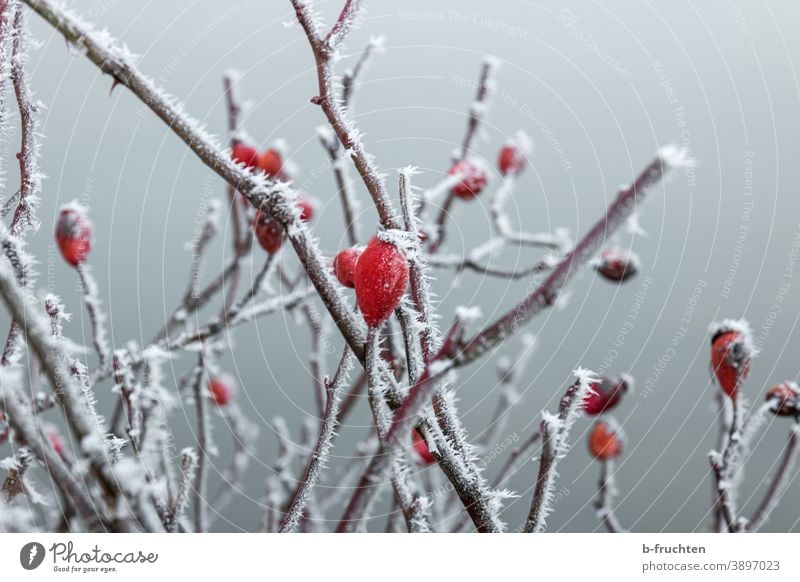 Hagebutte im Winter, Äste mit Eiskristallen Hagebutten eis frost winter kalt Schnee Natur Frost Pflanze gefroren frieren Kristallstrukturen weiß