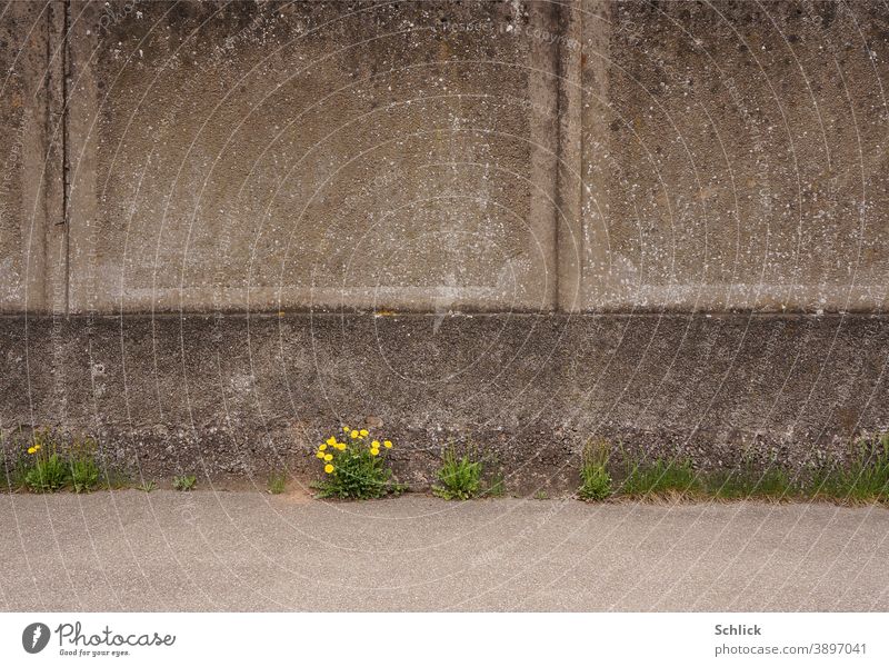 Mauerblümchen blühender Löwenzahn vor Betonwand Hintergrund Frühling Stadt urban Blüten Pionierpflanze anspruchslos Überleben Überlebenskampf Vermehrung Pflanze