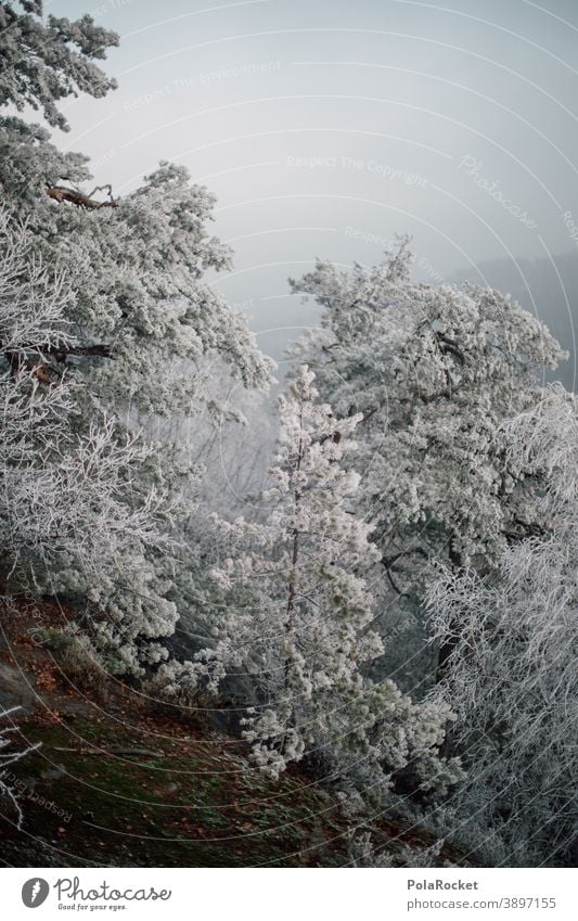 #A0# Winterwald am winterwalden Winterurlaub Winterstimmung Wintertag Winterlicht winterlich Schnee Rauhreif Kälte Bäume Natur Phänomen Naturphänomene Frost
