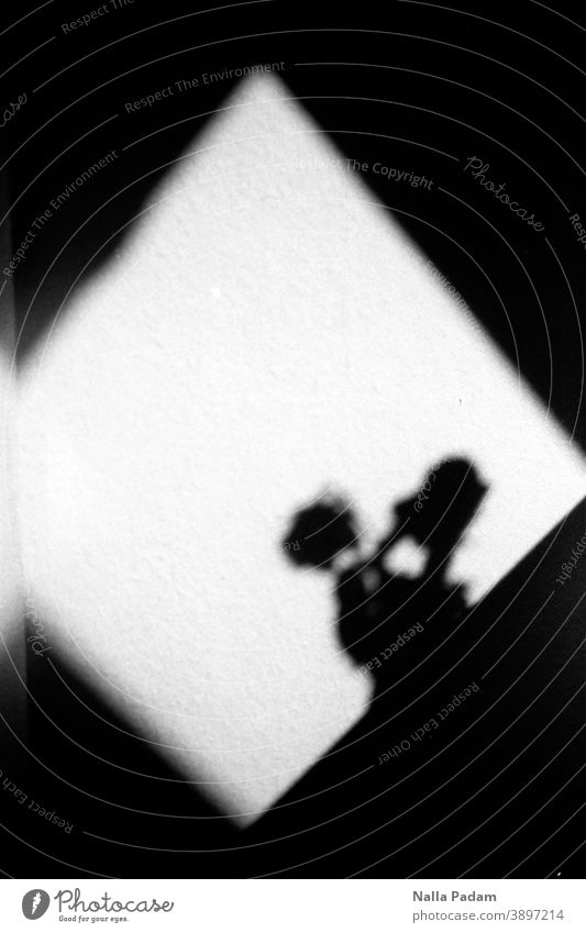 Lichtraute und Schattenriss analog Analogfoto Schwarzweißfoto Raute Pflanze Tag menschenleer schwarz Blume