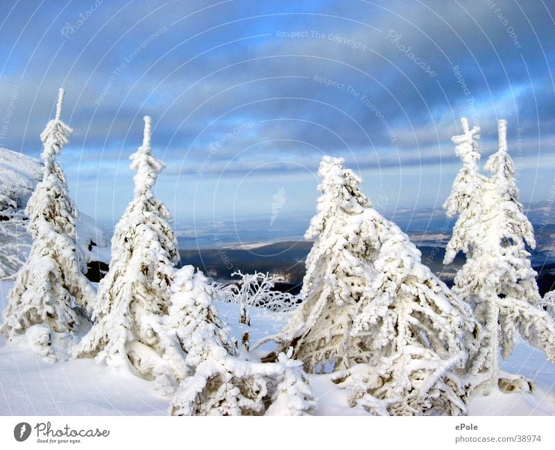 Vier schneeweisse Tannen und ein blauer Himmel weiß Luft Berge u. Gebirge Schnee
