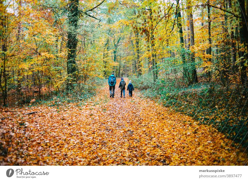 Herbst-Laubwald Bayern Biotop Niederlassungen Wolken Konifere laubabwerfend ökologisch Ökosystem Umwelt Tanne Wald Gras grün Boden Lebensraum Hügel Horizont