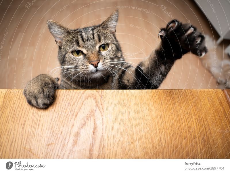 hungrige Katze hebt die Pfote und greift nach dem Tisch Mischlingskatze Tabby Textfreiraum Holz Gier Betteln - Verhalten von Tieren sich aufbäumen Krallen Fell