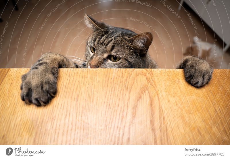 gierige neugierige Katze bäumt sich auf und stützt sich mit den Pfoten auf den Holztisch Mischlingskatze Tabby Textfreiraum Tisch Gier