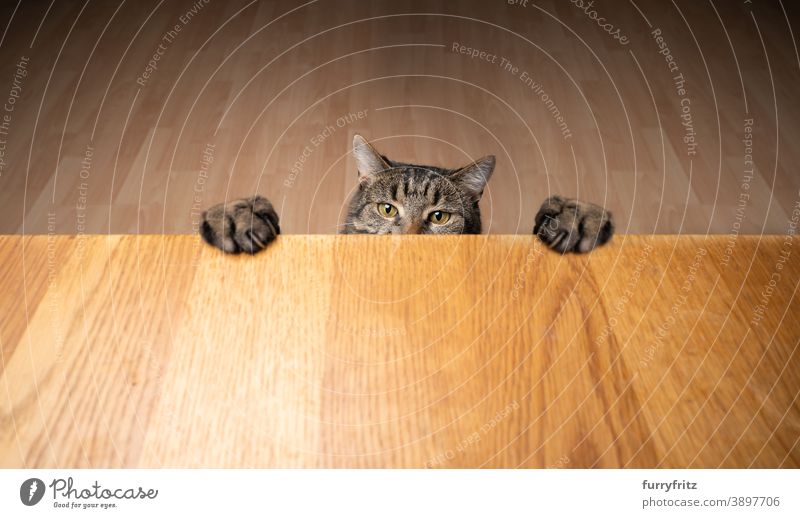 gierige neugierige Katze bäumt sich auf und stützt sich mit den Pfoten auf den Holztisch Mischlingskatze Tabby Ein Tier Textfreiraum Tisch Gier