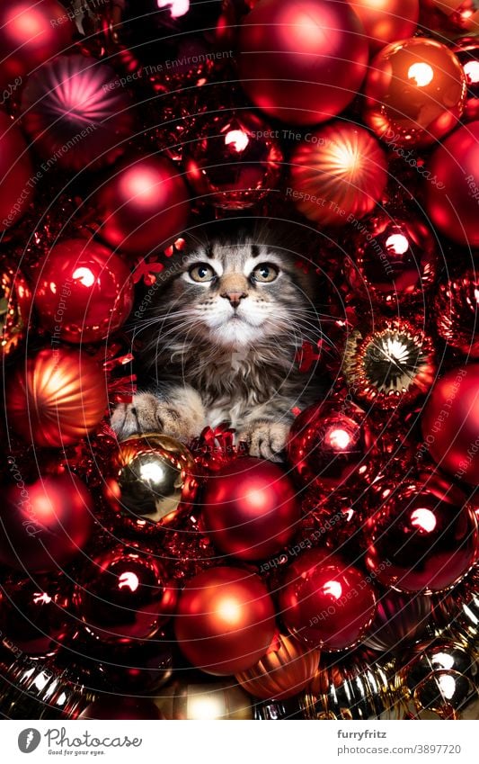 liebenswertes Kätzchen rote Weihnachtskugel Dekoration Porträt mit Kopie Raum Katze maine coon katze Langhaarige Katze Ein Tier Weihnachten Kugel gold