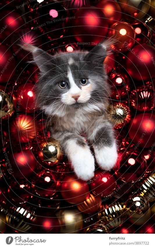 adorable maine coon Kätzchen rote Weihnachtskugeln Porträt Katze maine coon katze Langhaarige Katze Ein Tier Weihnachten Kugel gold Dekoration & Verzierung