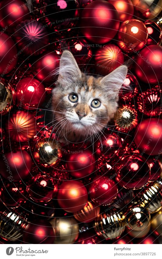 adorable maine coon Kätzchen rote Weihnachtskugeln Porträt Katze maine coon katze Langhaarige Katze Ein Tier Weihnachten Kugel gold Dekoration & Verzierung