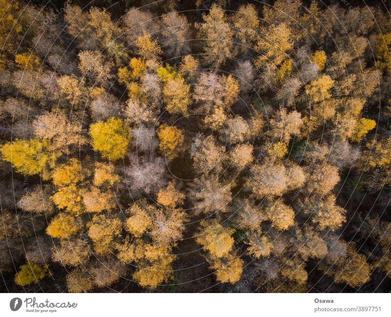 Herbstwald von oben Wald Bäume Natur Landschaft Pflanzen Baum Umwelt Außenaufnahme grün Farbfoto Menschenleer Tag orange gold Luftbild Luftbildfotografie Muster